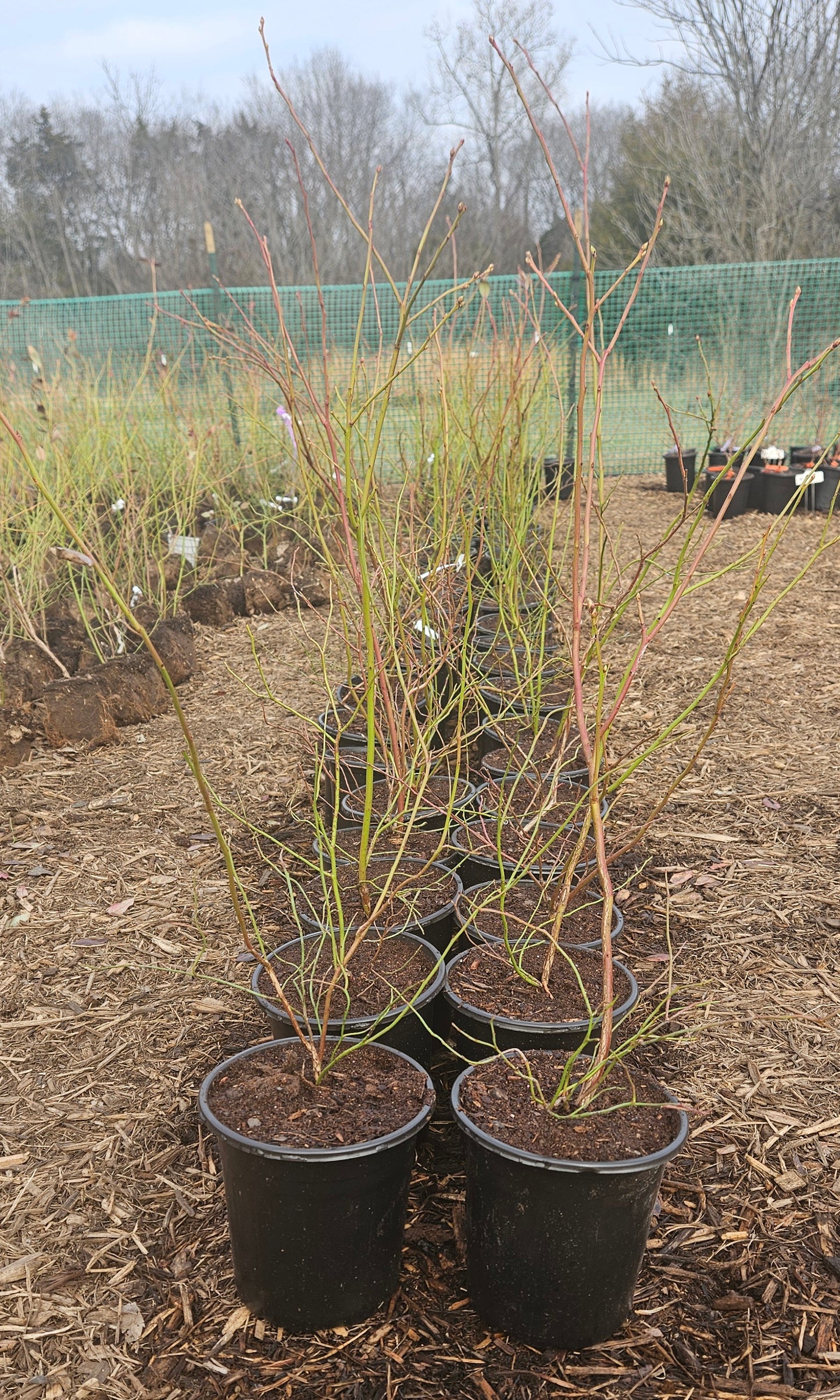 Legacy Blueberry Bush - Live Plant