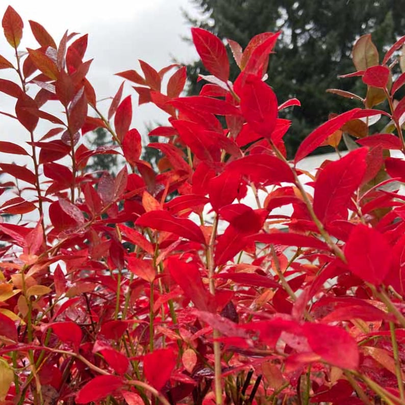 Legacy Blueberry Bush - Live Plant