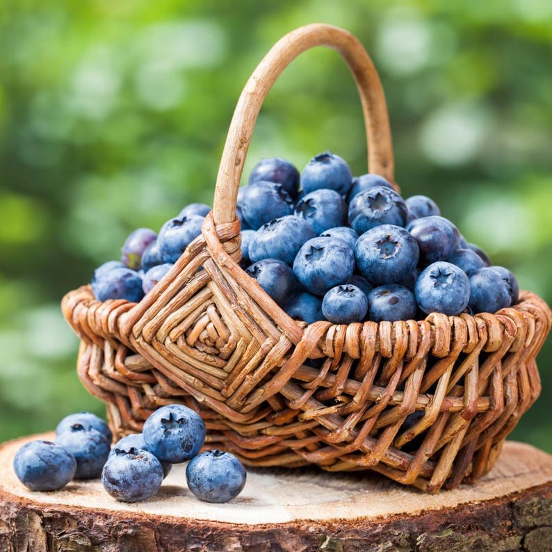 Legacy Blueberry Bush - Live Plant