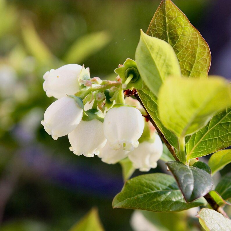 Legacy Blueberry Bush - Live Plant