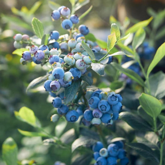 Legacy Blueberry Bush - Live Plant